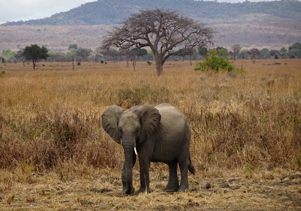 Tanzanie a Zanzibar